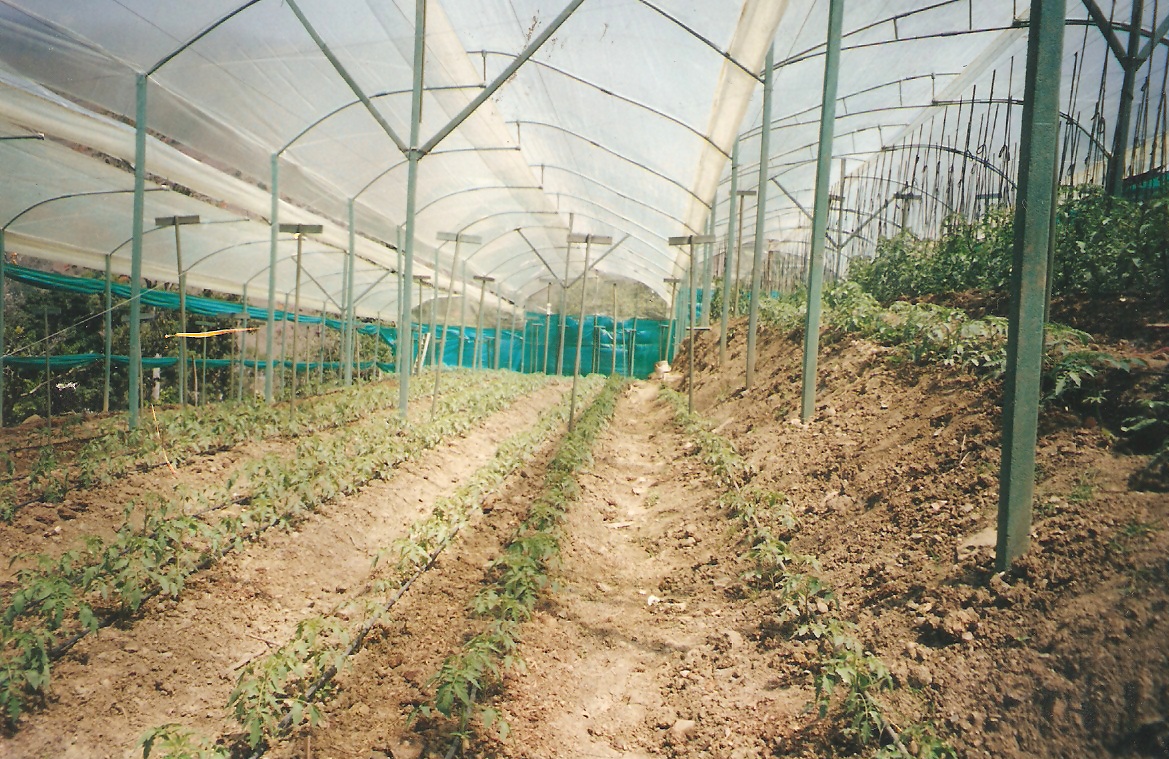 40 Cultivos tecnificados Invernaderos Agricultura Cosecha postcosecha